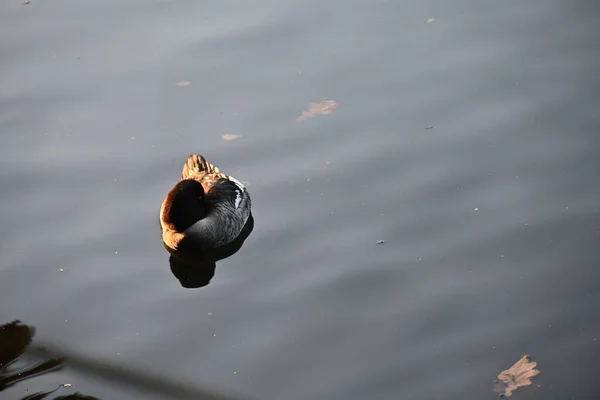 Selective Focus Shot Duck Floating Lake — Zdjęcie stockowe