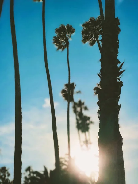 Vertical Shot Palm Trees Santa Barbara California — стоковое фото