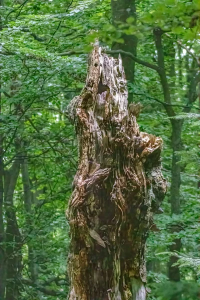 Κοντινό Πλάνο Ξηρού Φλοιού Δέντρου Δάσος — Φωτογραφία Αρχείου