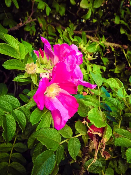 Vertical Shot Beautiful Pink Rose Hip Flowers Bush Sunlight — Fotografia de Stock