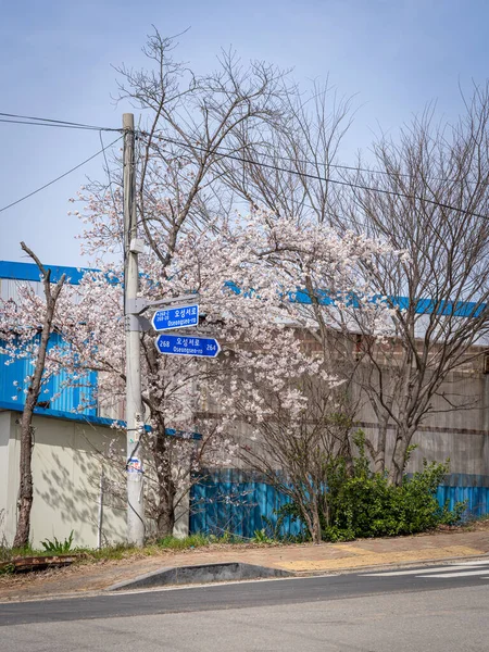 Krásný Záběr Krásného Stromu Kvetoucího Pyeongtaeku Jižní Koreji — Stock fotografie