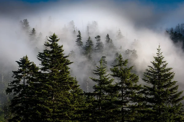 Mglisty Dzień Great Smoky Mountains Tennessee — Zdjęcie stockowe