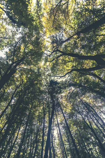 Μια Κάθετη Λήψη Των Δέντρων Που Μεγαλώνουν Στον Ήλιο — Φωτογραφία Αρχείου