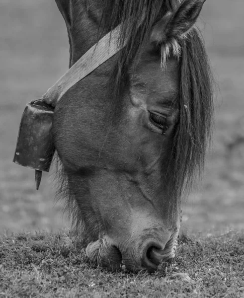 马在田里吃草的灰度照片 — 图库照片