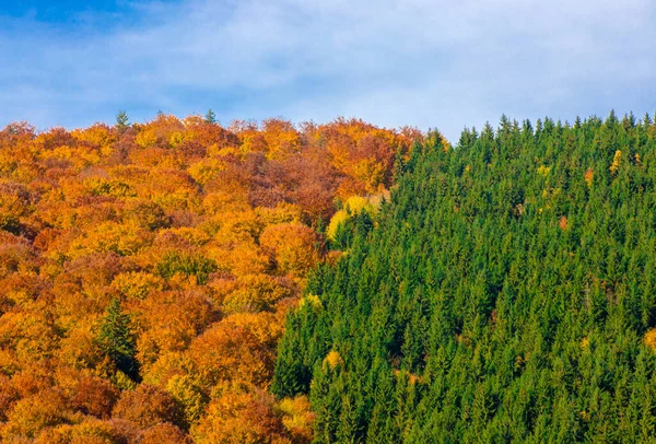 Живописный Снимок Горного Леса Полного Деревьев Апельсиновыми Листьями Зелеными Соснами — стоковое фото