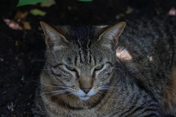 Closeup Tabby Catresting Garden — Stok fotoğraf