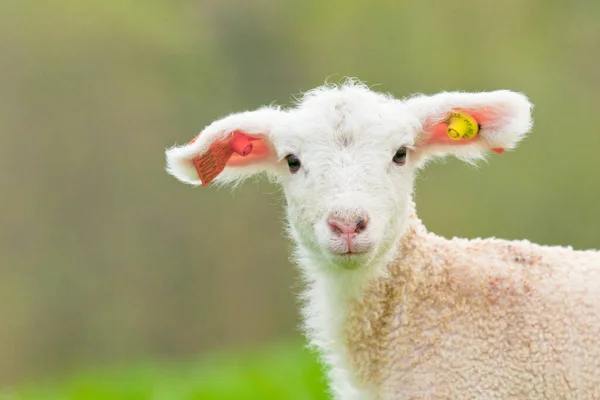 ノルウェーの晴れた日の農場の畑にある子羊の肖像画 — ストック写真