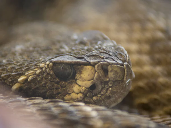 Enfoque Selectivo Una Serpiente Diamondback —  Fotos de Stock