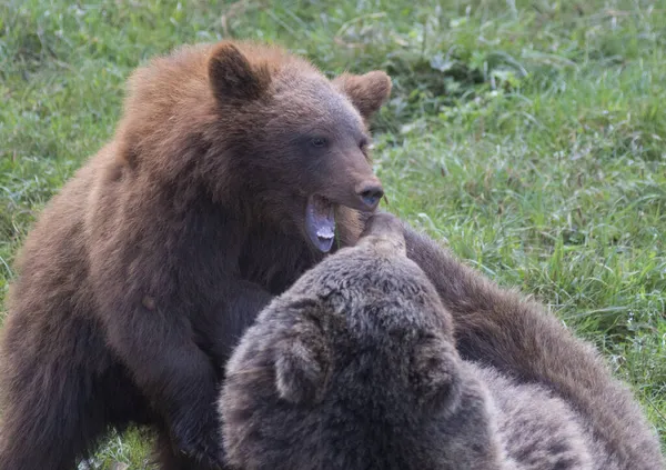 Dos Grandes Osos Marrones Peleando Sobre Hierba Verde —  Fotos de Stock