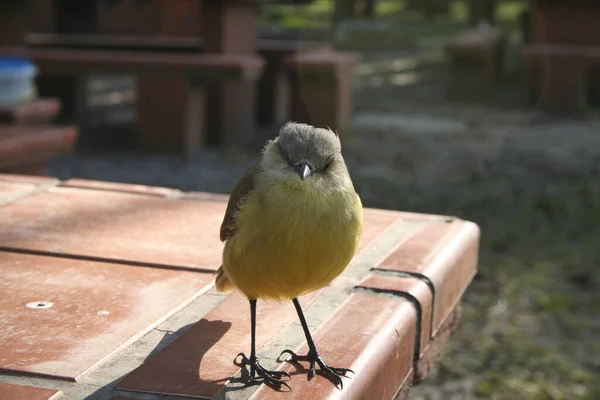 Gros Plan Mignon Oiseau Chardonneret — Photo