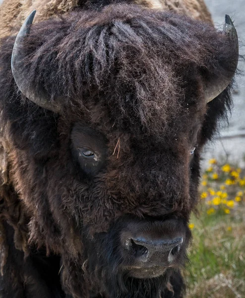 Közelkép Egy Bölényről Yellowstone Nemzeti Parkban — Stock Fotó