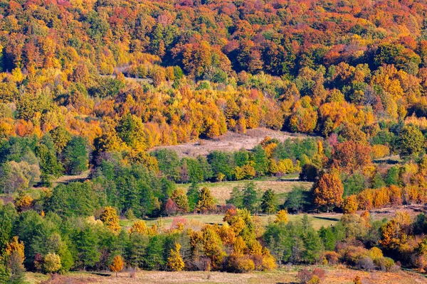 山坡上美丽的五彩缤纷的秋天树 — 图库照片