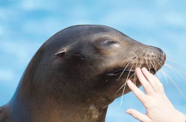 Uma Mão Tocando Leão Marinho Bonito — Fotografia de Stock