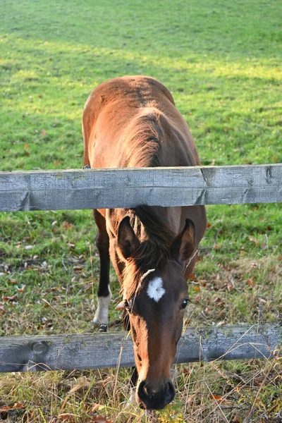 牧草地での茶色の馬の放牧 — ストック写真