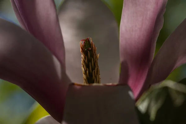Selective Focus Shot Pink Magnolia Blossom Outdoors — Stock Fotó