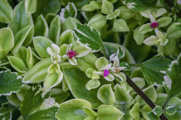 Primer Plano Hermosas Flores Verdes Floreciendo Jardín — Foto de Stock