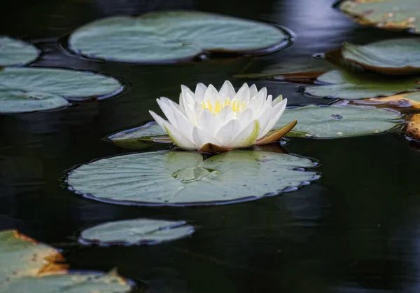 Nénuphar Blanc Fleurs Sur Étang — Photo