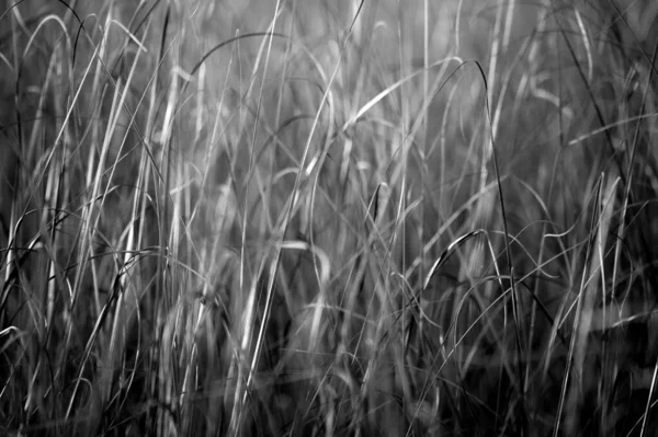 Gråskala Gräs Everglades Nationalpark — Stockfoto