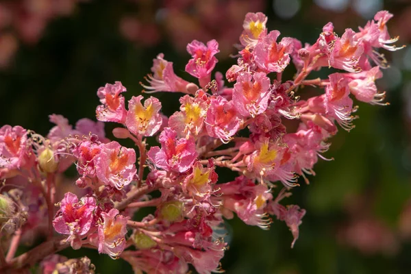 Gesztenyefa Rózsaszín Virágai — Stock Fotó