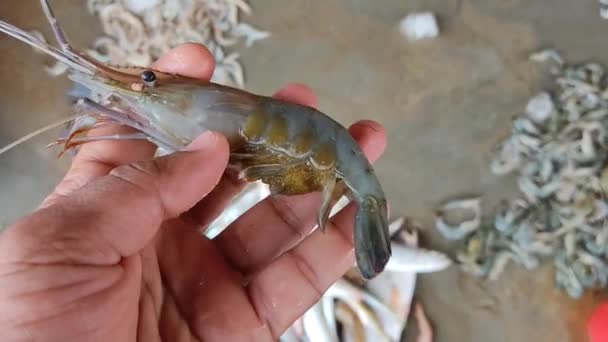 Perto Uma Mão Que Segura Peixe — Vídeo de Stock