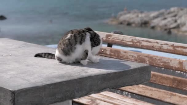 猫坐在街上 — 图库视频影像