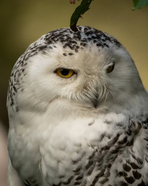 Vertical Portrait Beautiful Snowy Owl — Stock Photo, Image