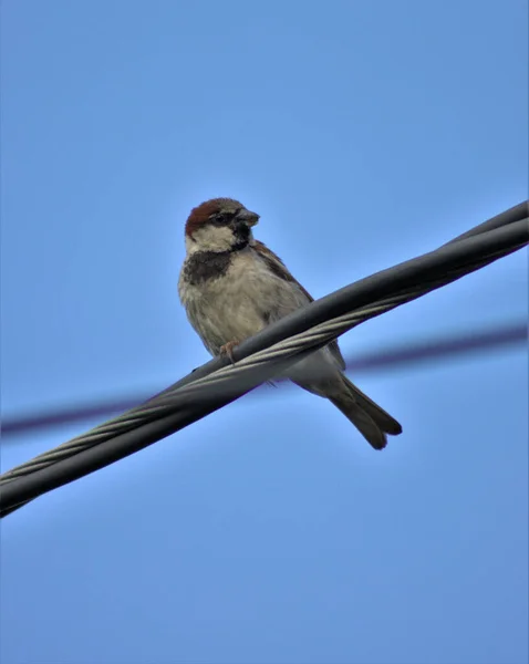 Cute Small Sparrow Perched Wire Blue Sky — Stock Photo, Image