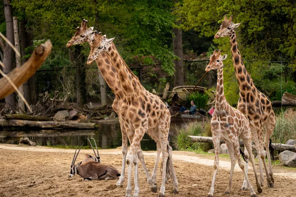 Groupe Girafes Zoo — Photo