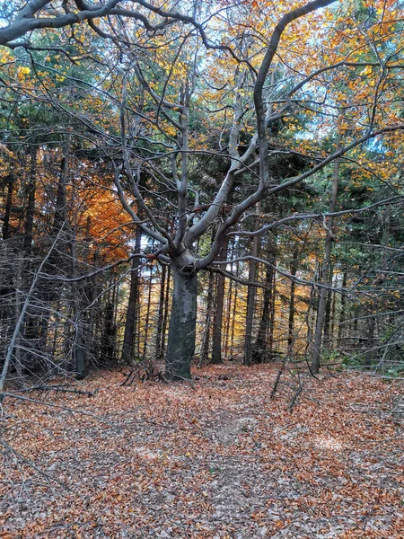 Tiro Vertical Floresta Outono Com Árvores Altas — Fotografia de Stock