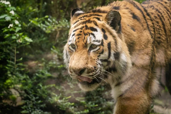 Közelkép Egy Gyönyörű Tigrisről Aki Vadonban Sétál — Stock Fotó