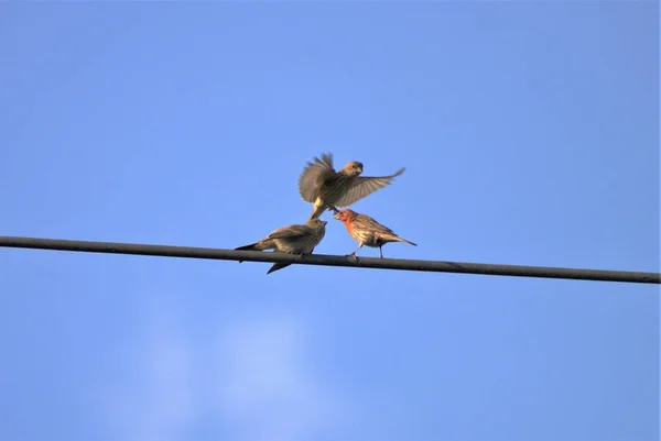 Trois Petits Moineaux Mignons Perchés Sur Fil Contre Ciel Bleu — Photo