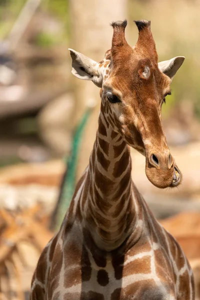 Ein Vertikales Porträt Einer Niedlichen Giraffe — Stockfoto