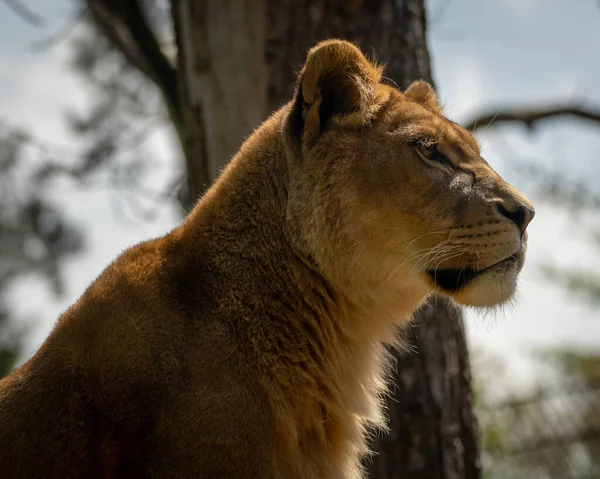 美しい雌ライオンの肖像画 — ストック写真