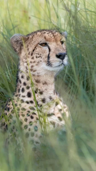 Großaufnahme Eines Schönen Geparden Gras — Stockfoto