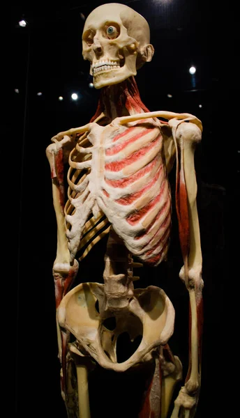 人体骨骼和肌肉的垂直摄影 — 图库照片