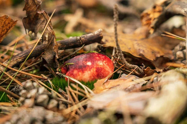 在地面上生长着一株带有落叶的蘑菇特写 — 图库照片