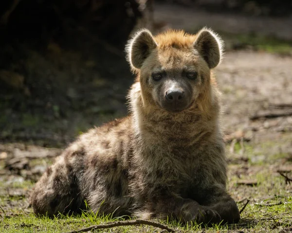 Closeup Shot Hyena Its Natural Habitat — Stock Photo, Image