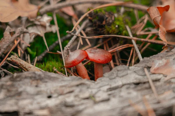 Tiro Close Cogumelo Crescendo Chão Com Folhas Caídas Madeiras — Fotografia de Stock