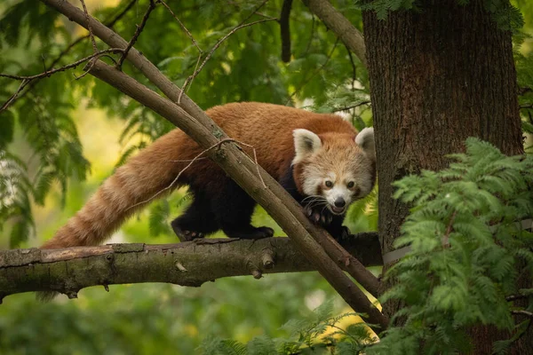 Ağaçtaki Şirin Bir Kızıl Panda Nın Yakın Plan Fotoğrafı — Stok fotoğraf