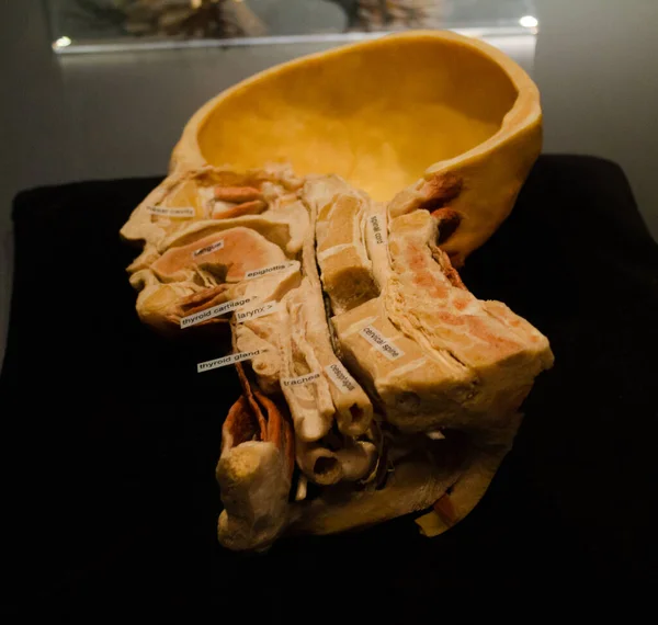 Tiro Perto Uma Cabeça Artificial Esqueleto Pescoço Museu — Fotografia de Stock