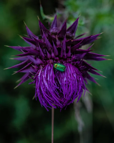 照片上有一朵紫色的刺的花和一只蓝色的昆虫 背景模糊不清 拍下了它的特写 — 图库照片