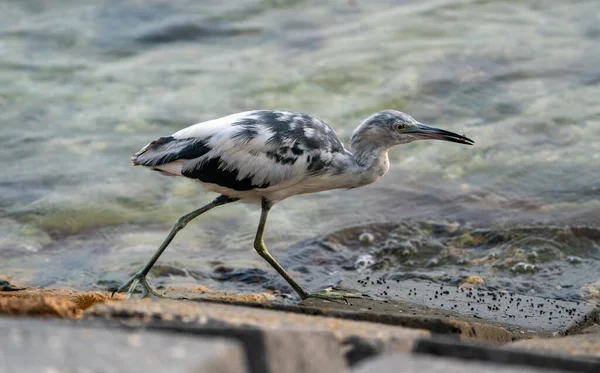 Gray Heron Bird Walking Pond Shore — Stock Photo, Image