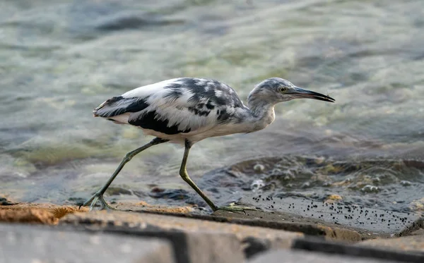 Pájaro Garza Gris Caminando Por Orilla Estanque —  Fotos de Stock