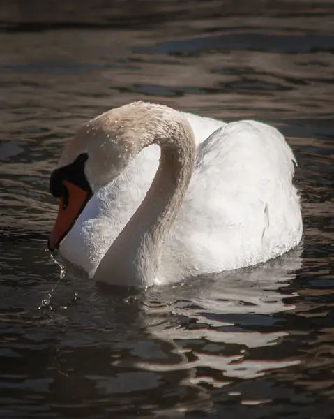 Tiro Tirar Fôlego Cisne Lago Durante Dia — Fotografia de Stock