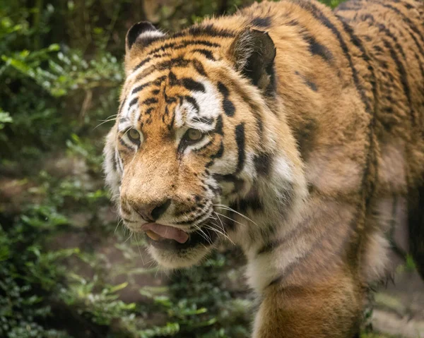 Közelkép Egy Gyönyörű Tigrisről Aki Vadonban Sétál — Stock Fotó