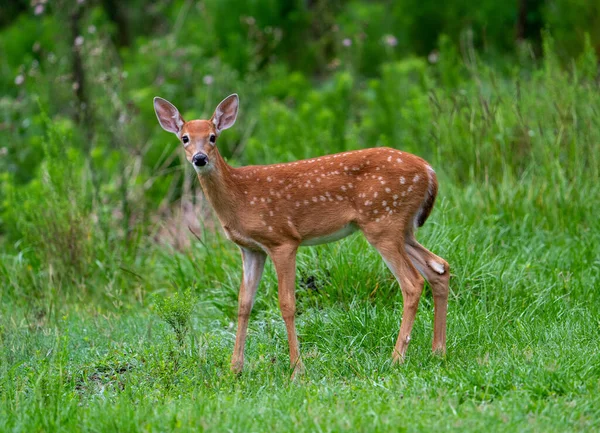 Beautiful Spotted Brown Deer Meadow — Stock Photo, Image