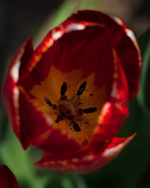 Closeup Shot Red Tulip Garden Day — Stock Photo, Image