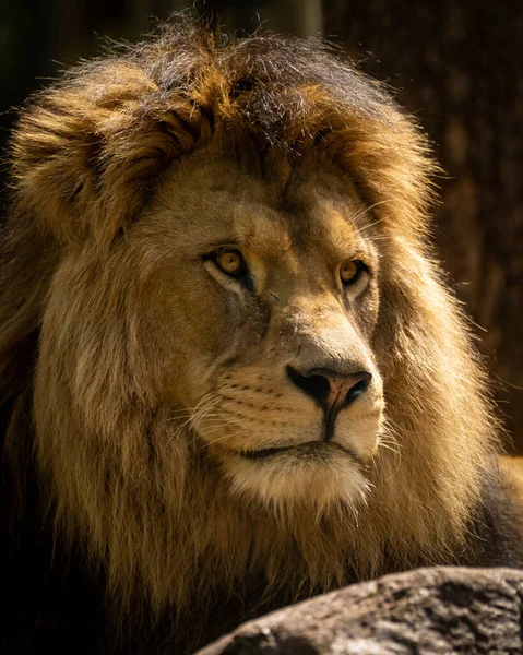 Een Verticaal Portret Van Een Mooie Mannelijke Leeuw — Stockfoto