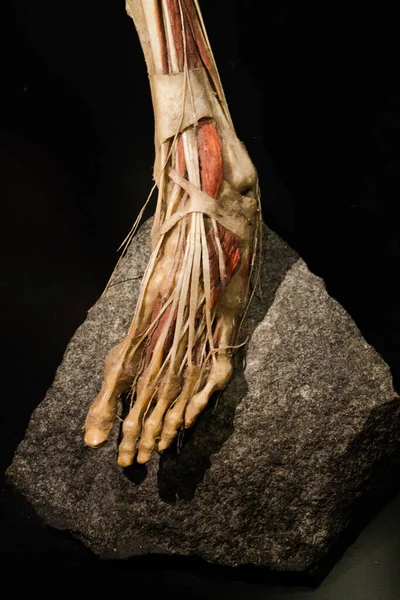 Disparo Vertical Huesos Del Pie Esqueleto Humano Músculos Piedra —  Fotos de Stock