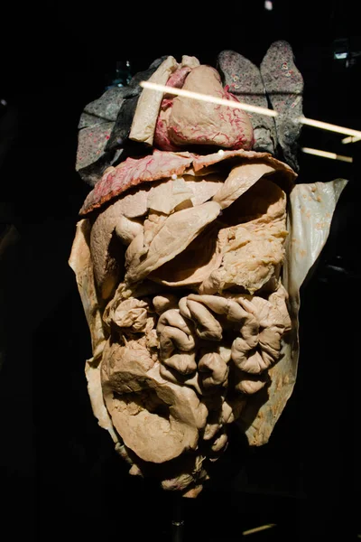 Müzedeki Yapay Insan Organlarının Dikey Görüntüsü — Stok fotoğraf
